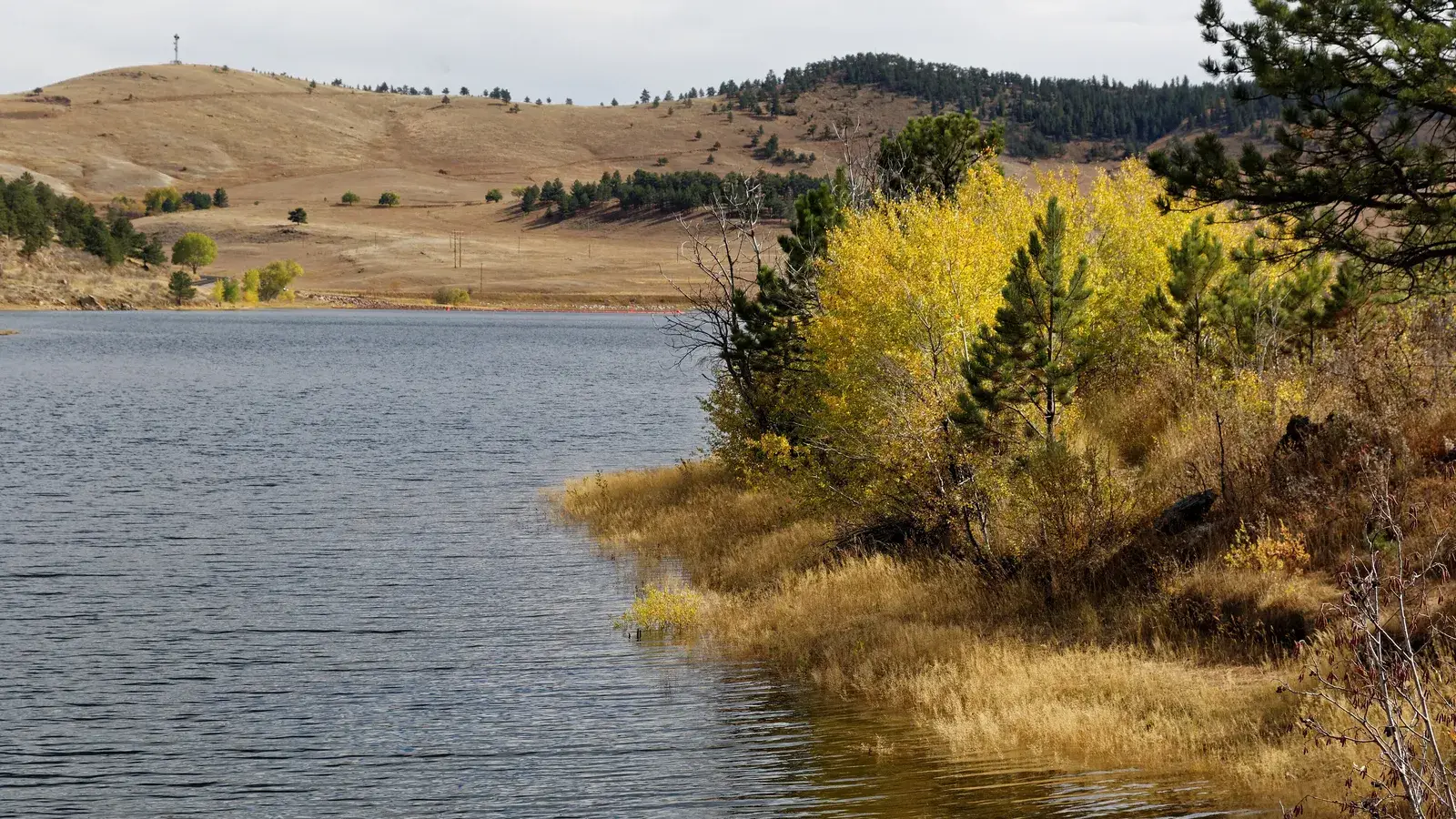Golden autumn shrubs on the shore of Pinewood Reservoir, below grassy hills