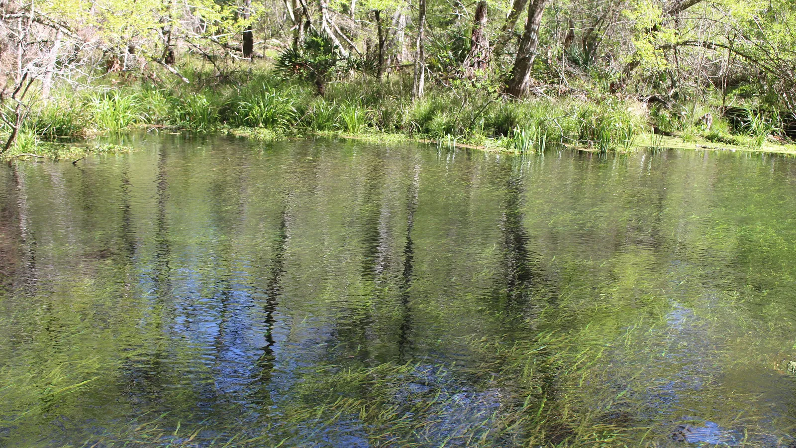 Clear water and swaying eelgrass on the Ichetucknee River, with forest on the bank