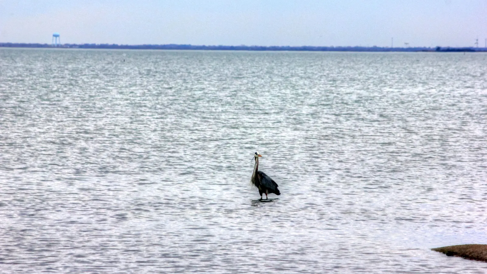 A great blue heron wading in shallow bay water at Galveston Island State Park