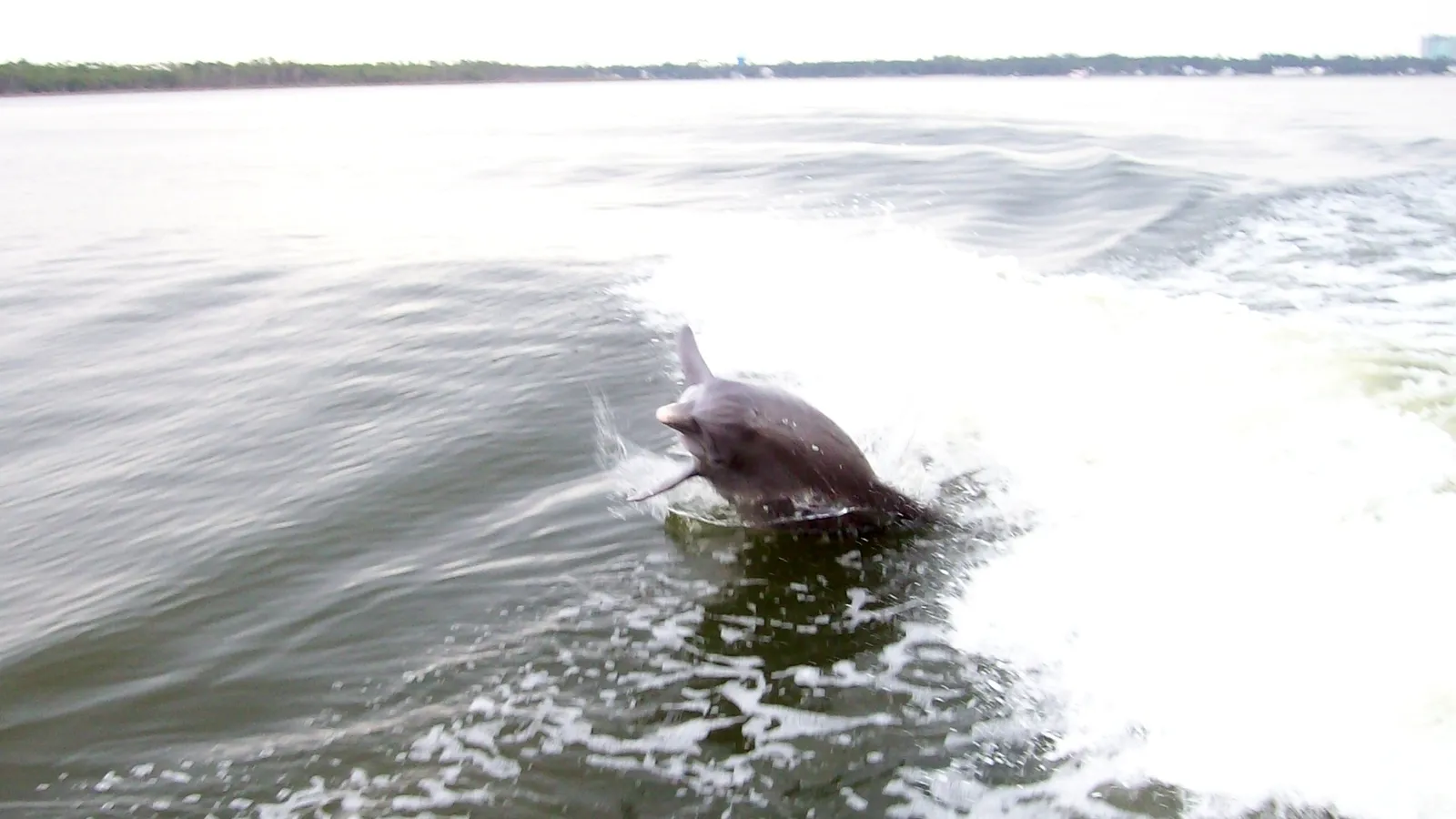 A bottlenose dolphin surfacing in Perdido Bay near Orange Beach