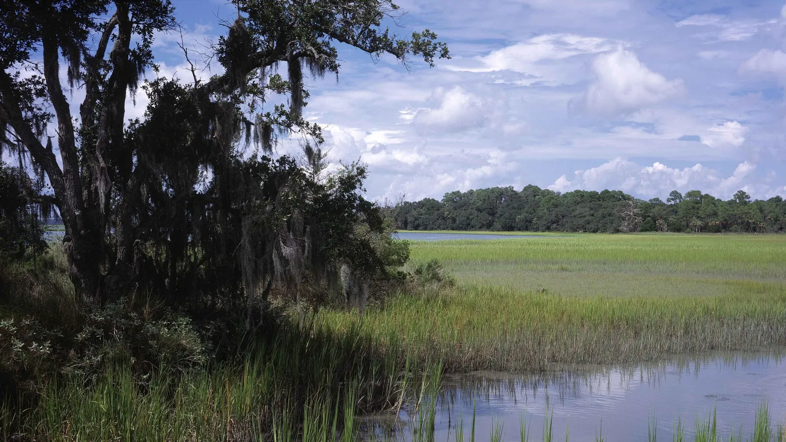 Salt marsh and a tidal creek framed by live oaks at Pinckney Island National Wildlife Refuge