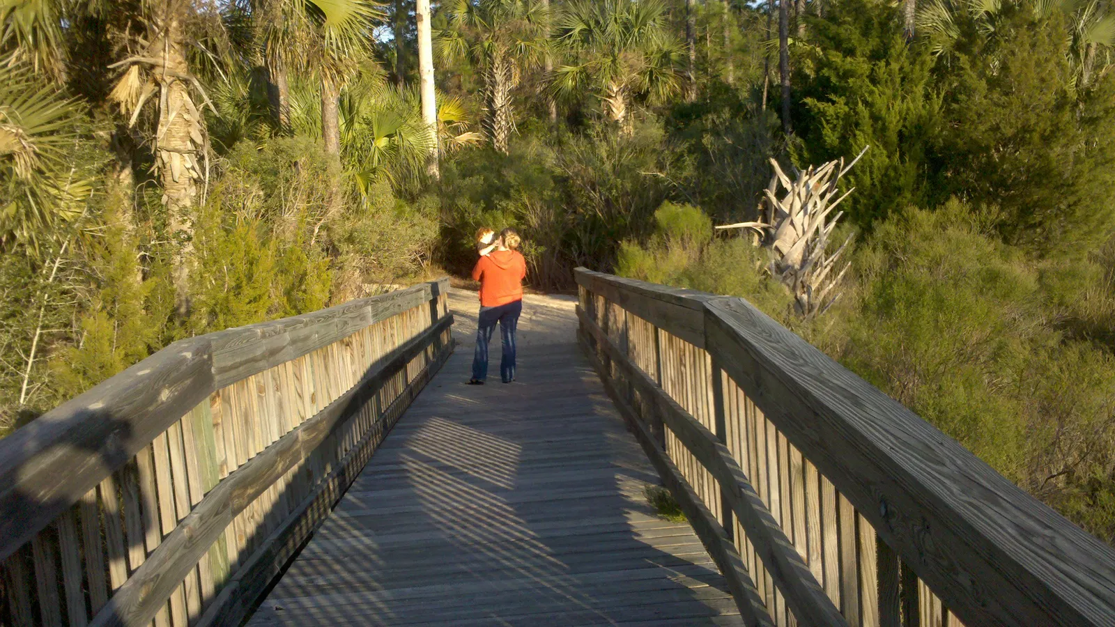 A boardwalk through palms and marsh at Dutton Island Preserve