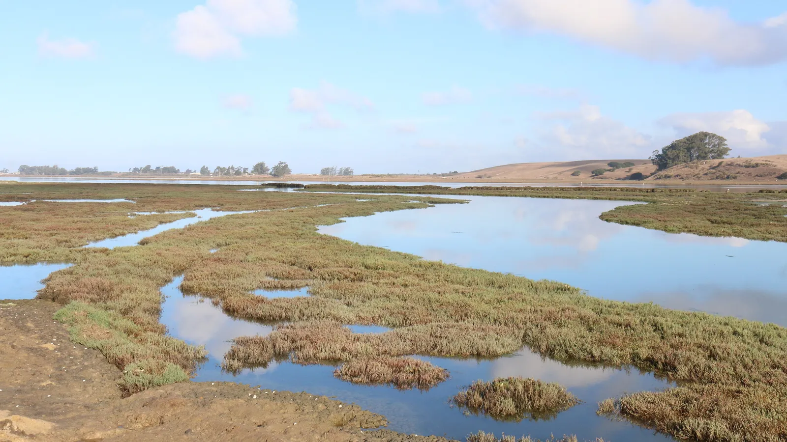 Channels winding through the salt marsh at Elkhorn Slough, with rolling hills behind