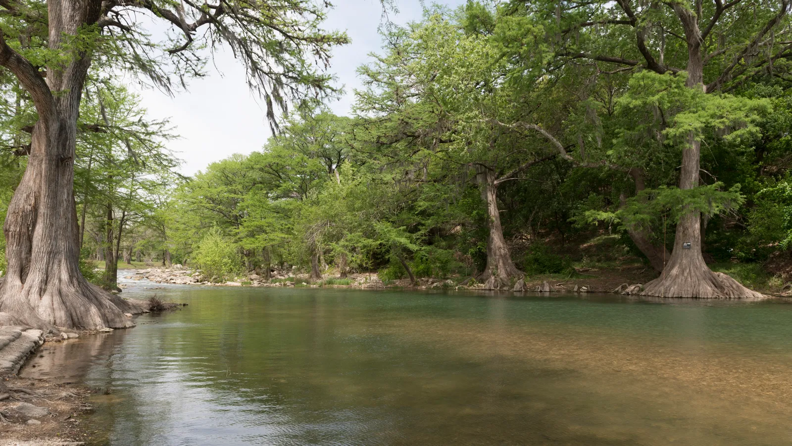 Bald cypress trees along a calm, clear stretch of the Guadalupe River north of New Braunfels