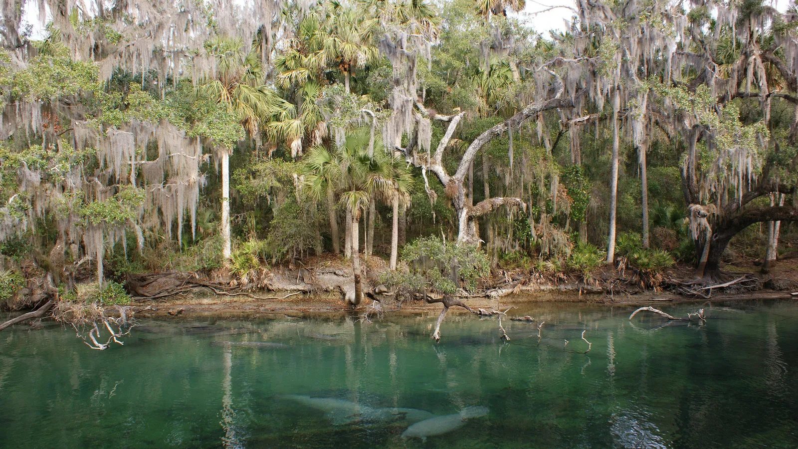 Manatees resting in the clear blue water of the Blue Spring run, under palms and oaks