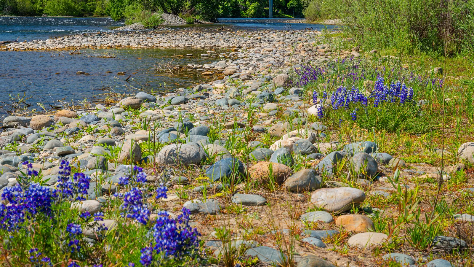 Lupines and river cobbles beside the American River in Rancho Cordova
