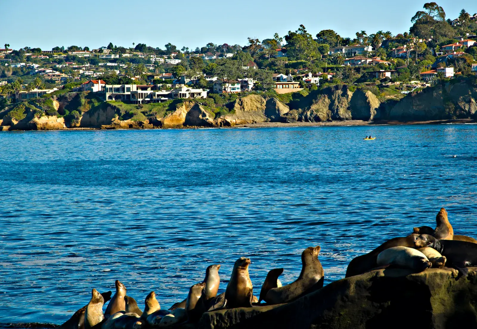 Sea lions on the rocks below the La Jolla cliffs