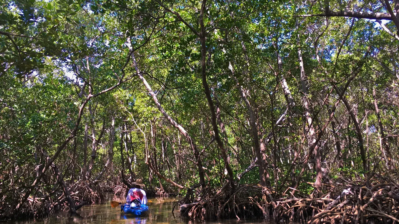 A paddler in a narrow red mangrove tunnel off Lido Key