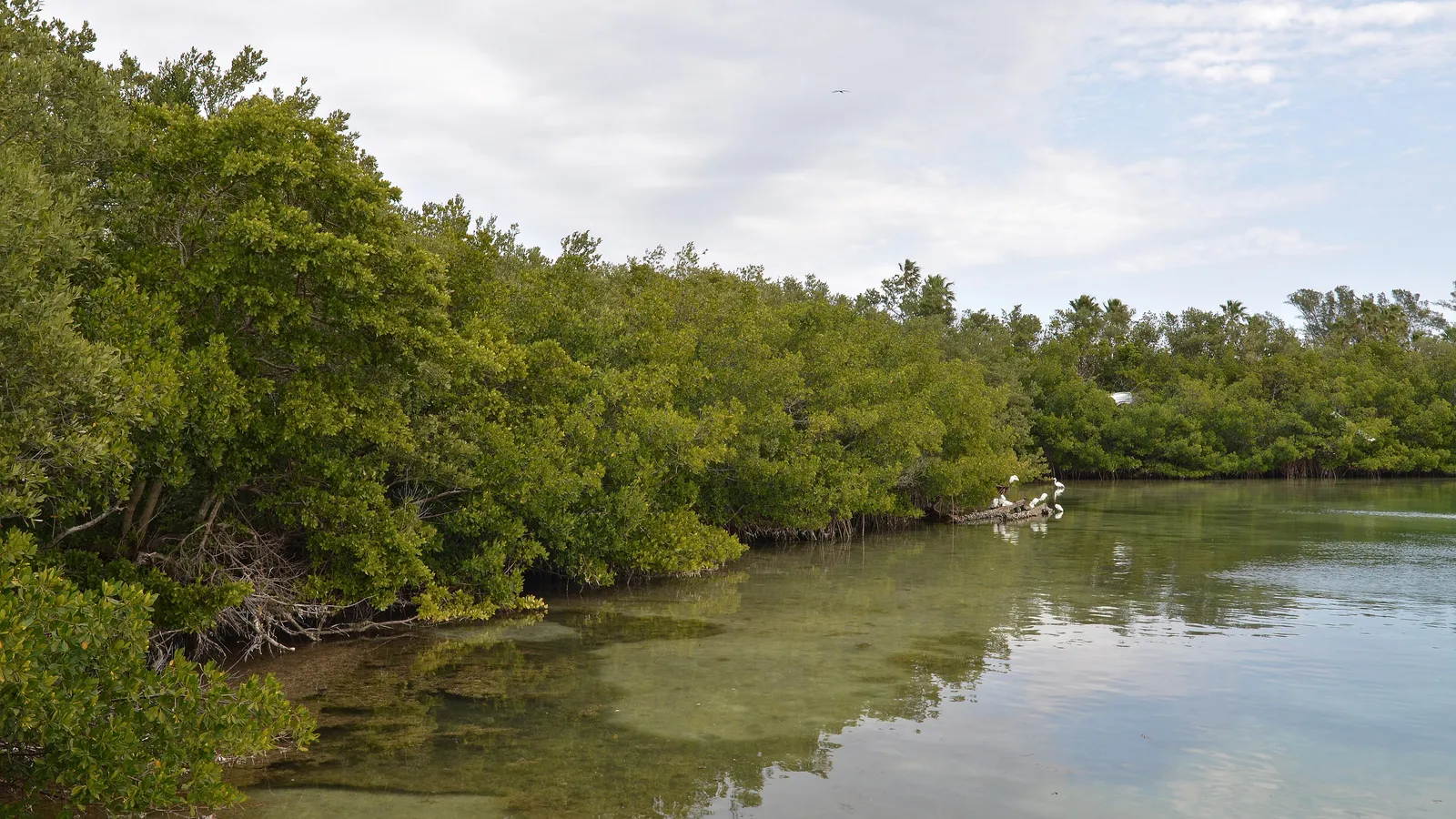 Mangroves along clear, shallow water on Sarasota Bay near City Island