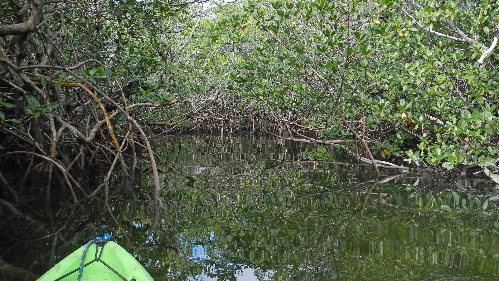 Looking down a narrow mangrove tunnel from the bow of a kayak in Pennekamp State Park