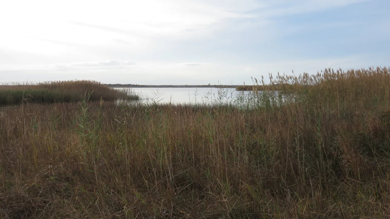 Marsh grass and open water at Back Bay National Wildlife Refuge