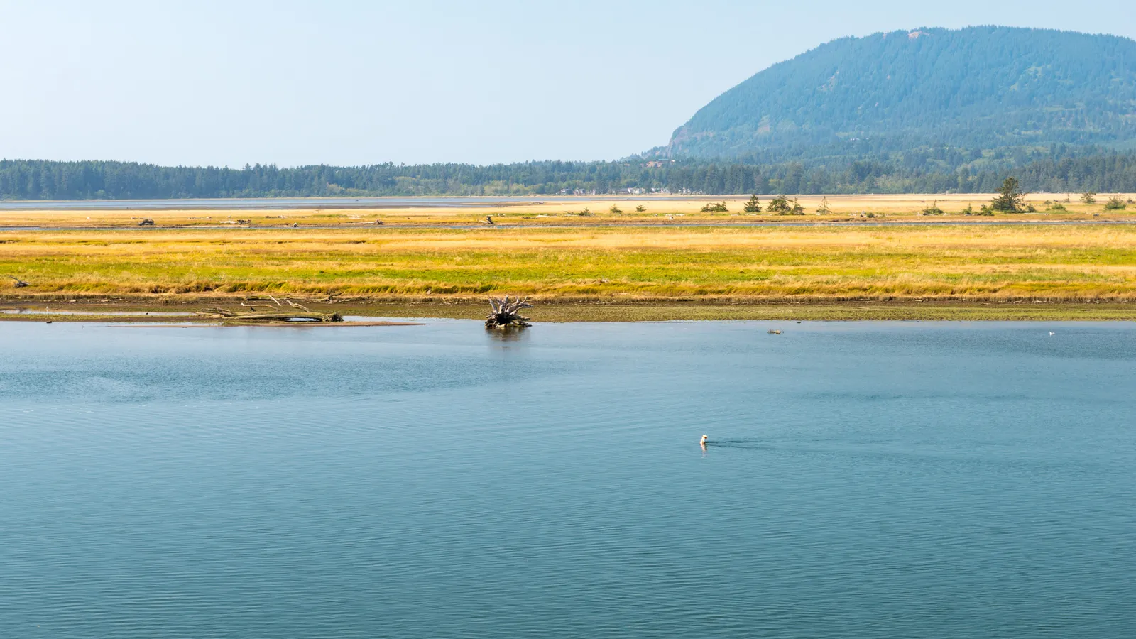 Still water and marsh on Nehalem Bay at Wheeler, with forested hills behind