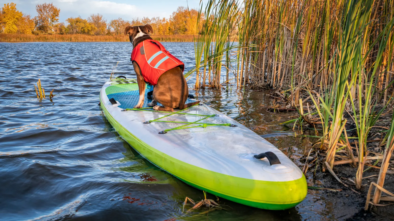 Dog wearing a life jacket on a paddle board