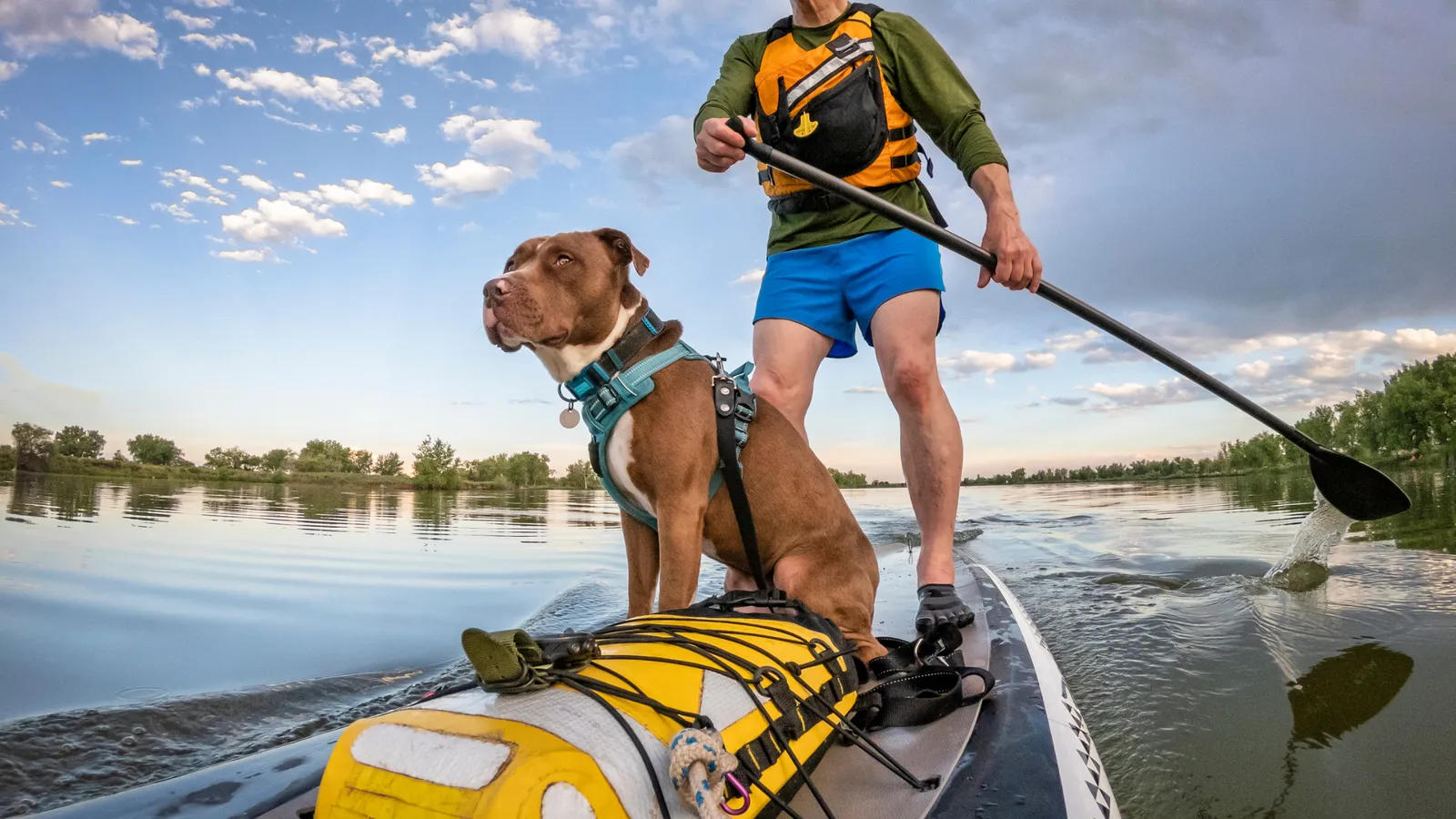 Dog sitting in front of the paddler on a paddle board