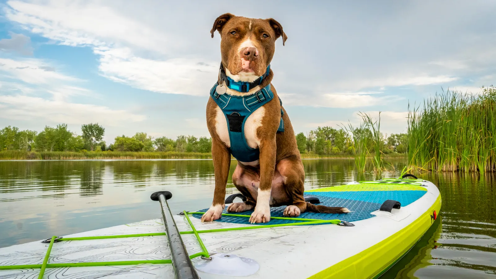 Dog getting on a paddle board in shallow water